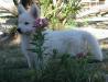 Dolittlefarm Xenia