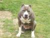Blue Passion's Shorsha