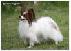 JCH of Breed,CH of Breed,JCH BLR,UA,CH BLR,RUS,GRAND CH BLR Waldfee v.d. Kolibris