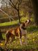 Butcher's dog Revenge of Otac