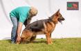 Tyson vom MI Kennel