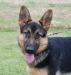 BROOMEACRES CAYSLADE'S VILZA