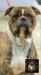 LEYVA'S ZEPPELIN OF CURTIS AMERICAN BULLDOGS