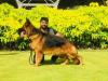 Nishan's Robert