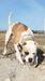Dc bulldogs Deadshot at Lejabulls