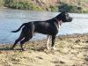  Black of Sardinia kennel