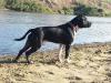  Black of Sardinia kennel