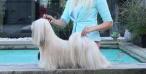 Chic Choix Pax Romana