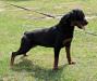 Lowcountry Rottweilers Tessa