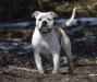 Pawsitive Bullies Don't Let Me Down aka Fancy of Masterbully