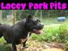 Lacey Park Pits Jackie Brown
