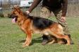 PAKO spod Gichty FCI