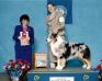 GCH AKC/ASCA CH ATCH RTCH Pacific East Virginia Blues