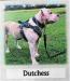 Sherer True Bulldog's Dutchess (OSB)