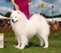 GCH White Magic's Ain't Go'n Away