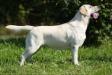 CH J RUS, CH RUS, CH INT, GRAND CH, CH RKF, CH KAZ, CH UZB Lab'SPb Alabama Girl