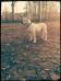  Kohlenpott Bully`s Avery