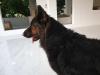 Manalo K9's BATO