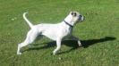 Sarge of Pedigree American Bulldogs Australia