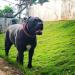 CB Bulldogs Luna