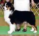 HOF GCH AKC/ASCA/UKC CH TwoByTwo's The Pipes are Piping