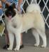 AKC CH MtJoy's Uptown Girl