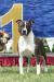 White-amStaff Heritage of Rc BodyBull