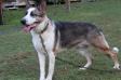Sargent Schultz Von Fitzgerald <span style="color: darkblue">QUESTION IF THIS DOG COMES FROM PUREBRED GSDs</span>