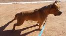 Amarok GT Amstaff Torres