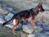  Schatzi Duchess Treasure