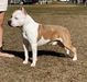 RBIS GCH LBK's Mulecreek Let Freedom Ring