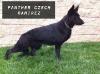 Panther czech ramirez