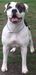 <span style="color: darkred">2018 NKC DOG OF THE YEAR, 2018 NKC NATIONALS BEST IN SHOW,CH</span> B&M's Missy of Laura