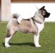 UA/AZ/GE/AM GCH, UA/RU/BY/MD/LT/EE/RS/AZ/AM/GE CH, MULTI JCH Terra Di Amore Jasmin