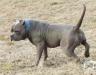CB Bulldogs LUI