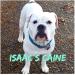  Isaac's Caine of Movie Star Bulldogs