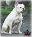 Blackwell's Waiting for my Ruca of Connecticut Bulldogs