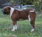 Prime Example Bulldogs Mancho
