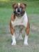 Prime Example Bulldogs Mancho Boy