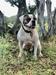  MpKennels J'Bowser of NEK.