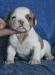 Bomberbulls Blue