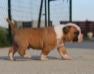 Bomberbulls Bubba