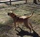 Brothers Bulldogs Red Ryder