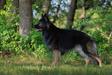 UKC Multi Group Placing CH UROC RMC GSDCA HAM Daemon vom Wernerhaus