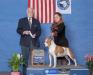 AKC GCH CH multi CH INT CH Alpensieger Top Dog RSM '19 Cotton Candy Jell-O Shot of Happy Rascals