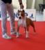 Amstaff Style Red Star