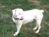 Hilton's Sheba (WEB)