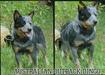  AUSTRALIAN OUTBACK DINGO