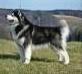 BBISS JBIS PBIS multi JCh multi Ch Inter Ch Eros Hajndlberg`s Alaskan Malamutes