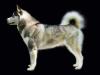 CH Dusty Hajndlberg's Alaskan Malamutes